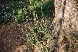 olive tree shoots