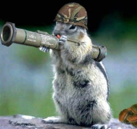 squirrel bazooka