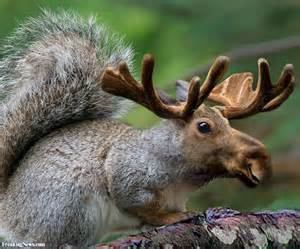 squirrel moose