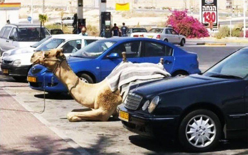 Camel parking