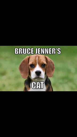 Bruce Jenner's Cat