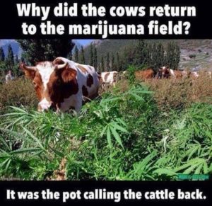 pot-calling-the-cattle
