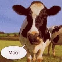 cow-moo